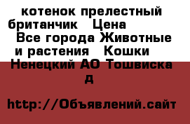 котенок прелестный британчик › Цена ­ 12 000 - Все города Животные и растения » Кошки   . Ненецкий АО,Тошвиска д.